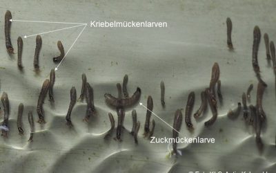 „USOs – Unbe­kann­te Schwimm­ob­jek­te im Natur­frei­bad“