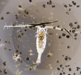 Keim­eli­mi­na­ti­on durch Zoo­plank­ton